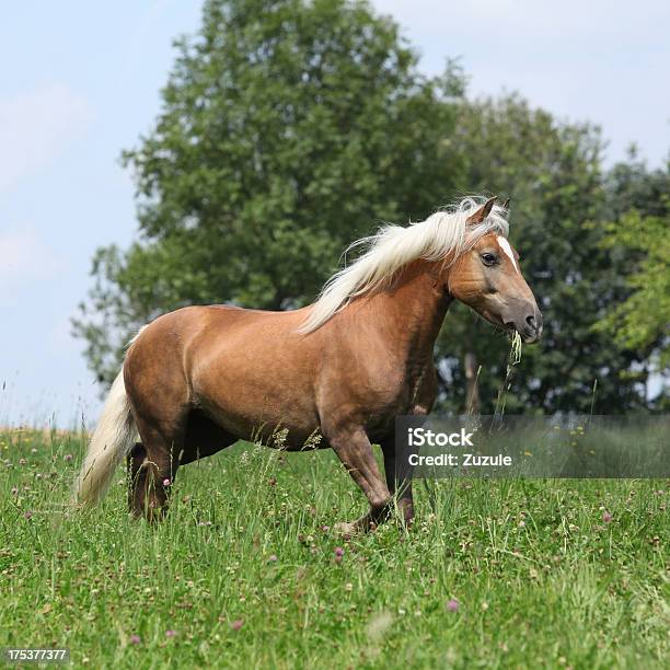 Hermoso Haflinger Corriendo En Libertad Y Comer Hierba Foto de stock y más banco de imágenes de Actividad