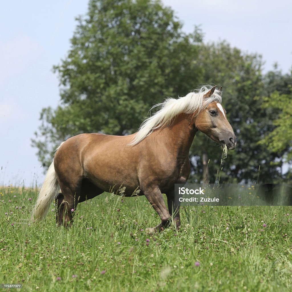 haflinger running magnifique et salle à manger de l'herbe à la liberté - Photo de Activité libre de droits