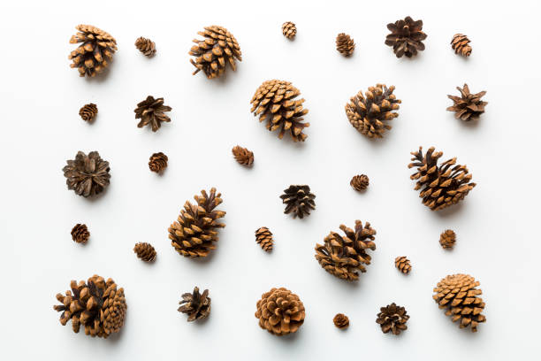 istock pine cones on colored table. natural holiday background with pinecones grouped together. Flat lay. Winter concept 1753775596