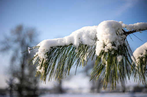 A twig or branch of a conifer covered with hoarfrost or snow iin the sun with a clear blue sky in the background