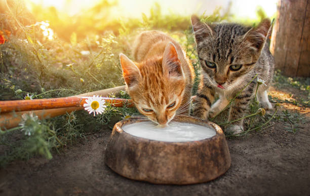 two domestic kittens, domestic mammals, a red kitten lapping milk, a gray kitten with a paw wants to move a bowl of milk to itself, all this happens on a summer evening at sunset
