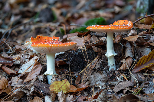 Two big fly agaric on the forest floor with autumnal foliage
