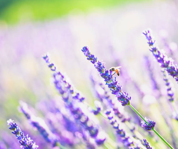 istock Lavender flowers and honey bee 175380014