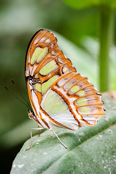 Close-up of a malachite butterfly (Siproeta stelenes) sitting on a leaf.