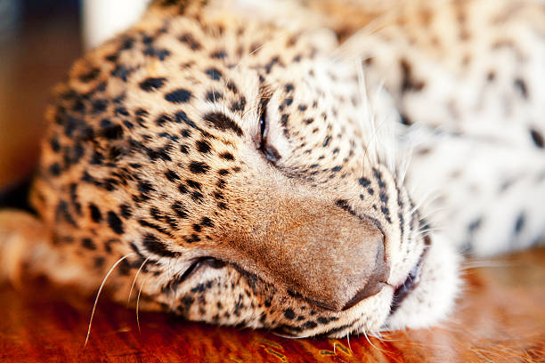 baby leopardo in tailandia - indochina wild animals cats travel locations foto e immagini stock