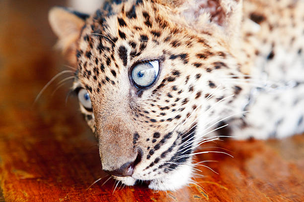 chá de leopardo na tailândia - indochina wild animals cats travel locations - fotografias e filmes do acervo