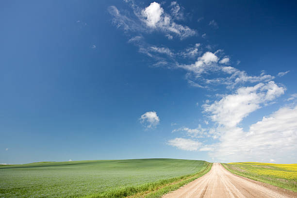 istock Road Through Wheat Field on the Great Plains 175380301