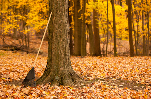 A leaf rake is leaning up against a tree.Please also see: