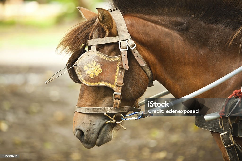 Horse with Blinkers at Tourist attraction in Thailand. Rot Horse with blinkers on waits for customers at a tourist attraction in Thailand. Used to pull carriages. Blinders Stock Photo