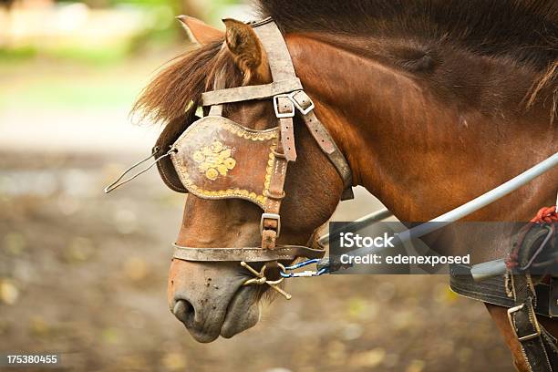 Horse With Blinkers At Tourist Attraction In Thailand Stock Photo - Download Image Now