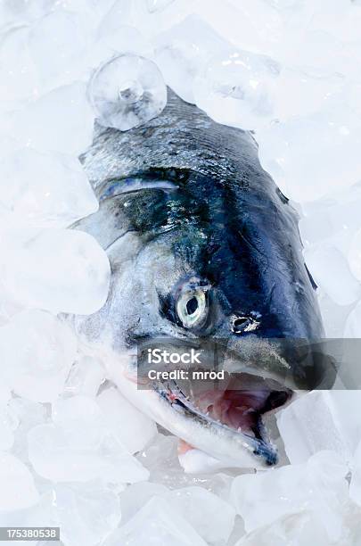 Salmón Coho Sobre Hielo Foto de stock y más banco de imágenes de Alimento - Alimento, Animal, Color - Tipo de imagen