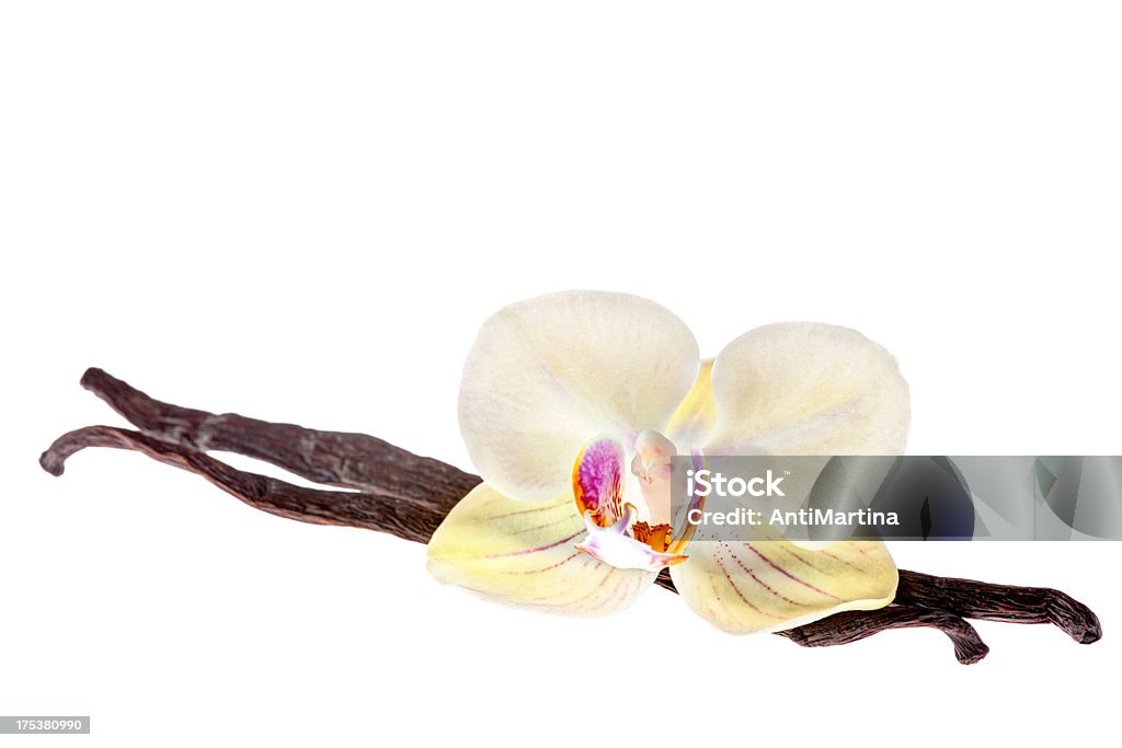 vanilla pods and orchid flowers isolated on white Flower Stock Photo