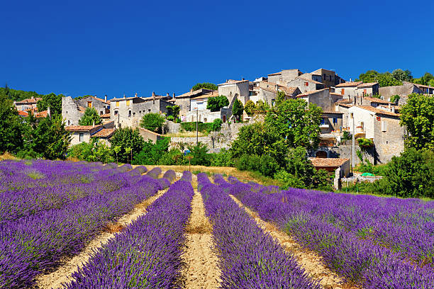 lavendel feld mit einer kleinen stadt in der provence - town of blossom stock-fotos und bilder