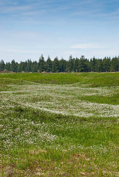 Mounded Prairie Covered with Wildflowers South of Olympia, the state capitol, there is a mounded prairie that defies scientific explanation. Although there are many arguable theories as to their existence, no one can question the beauty of the Mima Mounds as they put on a colorful display of wildflowers every year. These white wildflowers dominate the prairie grassland in this spring scene. Mima Mounds Natural Area Preserve is near Rochester, Washington State, USA. jeff goulden mima mound stock pictures, royalty-free photos & images