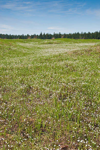 Mounded Prairie Covered with Wildflowers South of Olympia, the state capitol, there is a mounded prairie that defies scientific explanation. Although there are many arguable theories as to their existence, no one can question the beauty of the Mima Mounds as they put on a colorful display of wildflowers every year. These white wildflowers dominate the prairie grassland in this spring scene. Mima Mounds Natural Area Preserve is near Rochester, Washington State, USA. jeff goulden mima mound stock pictures, royalty-free photos & images
