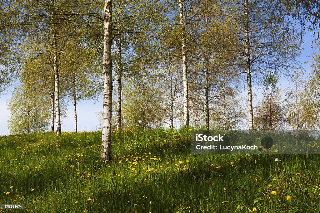 Birken - Lizenzfrei Ast - Pflanzenbestandteil Stock-Foto