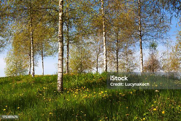 Birken Stockfoto und mehr Bilder von Ast - Pflanzenbestandteil - Ast - Pflanzenbestandteil, Baum, Baumrinde