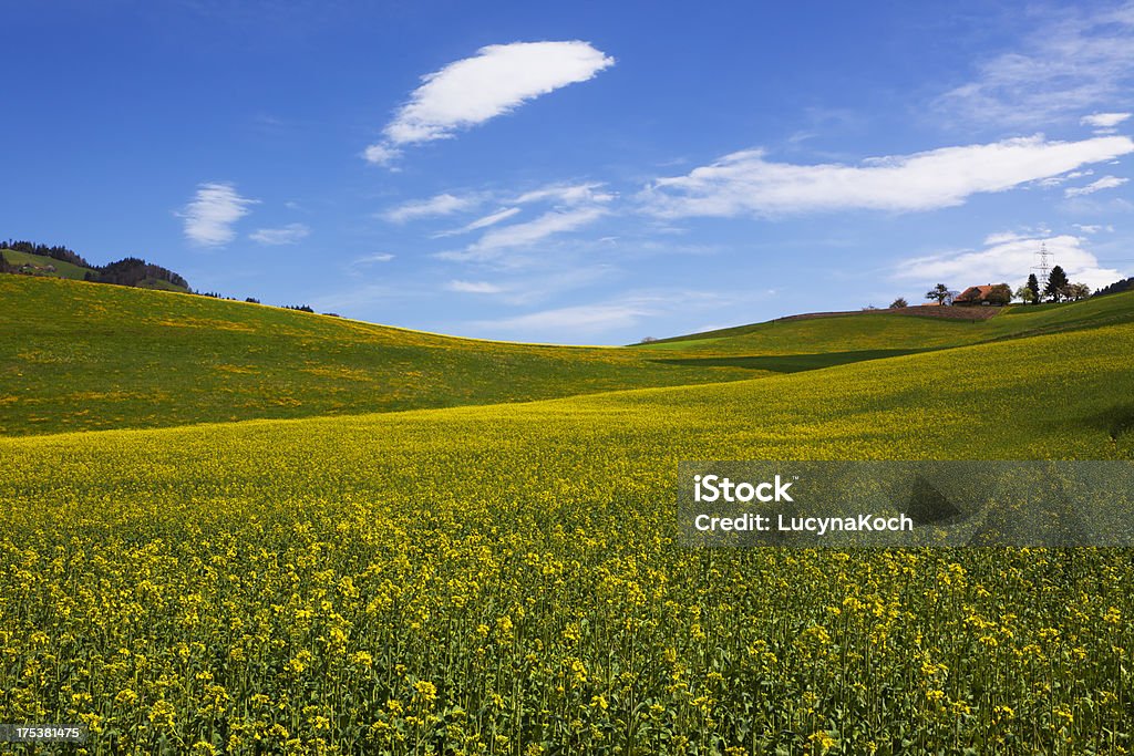 Blühende raps  auf feld mit blauem himmel und wolken - Lizenzfrei Agrarbetrieb Stock-Foto