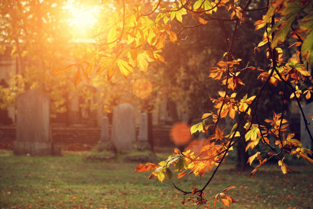 осенний солнечный свет на кладбище - cemetery grave tree light стоковые фото и изображения