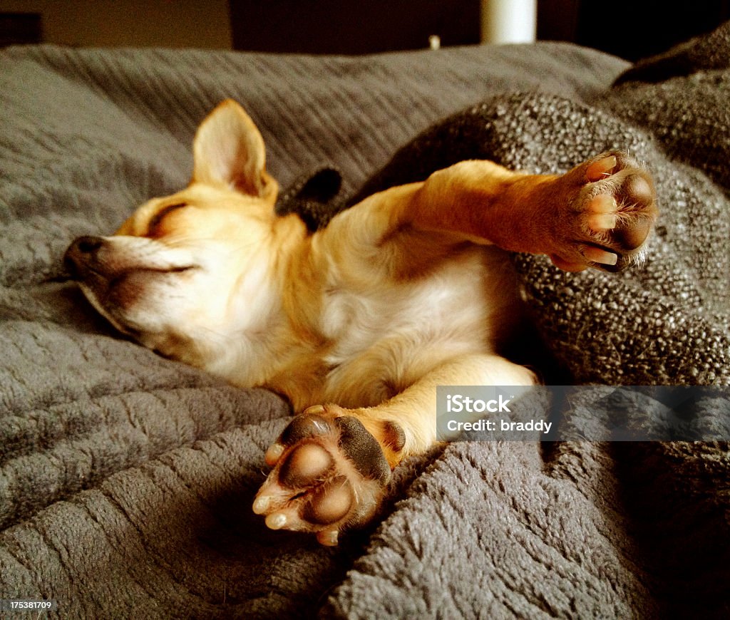 Chihuahua sleeping among brown woolly blankets A 2 year old female chihuahua sleeps in a bed blanket as if it were a person with legs outstretched. Focus on the paws. Image captured with iPhone 4s. Chihuahua - Dog Stock Photo