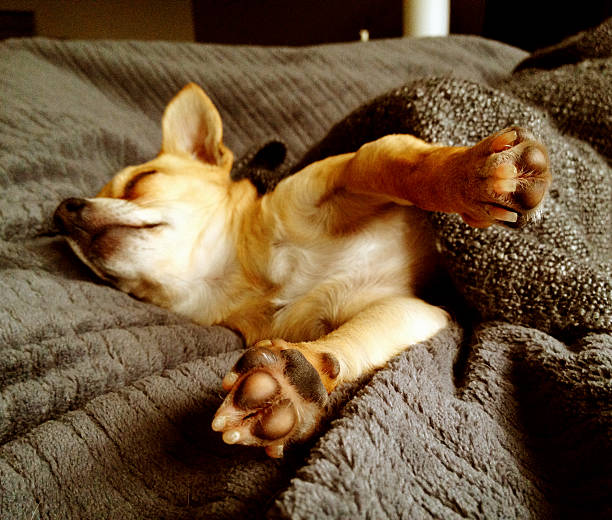 Dormir Chihuahua - foto de acervo