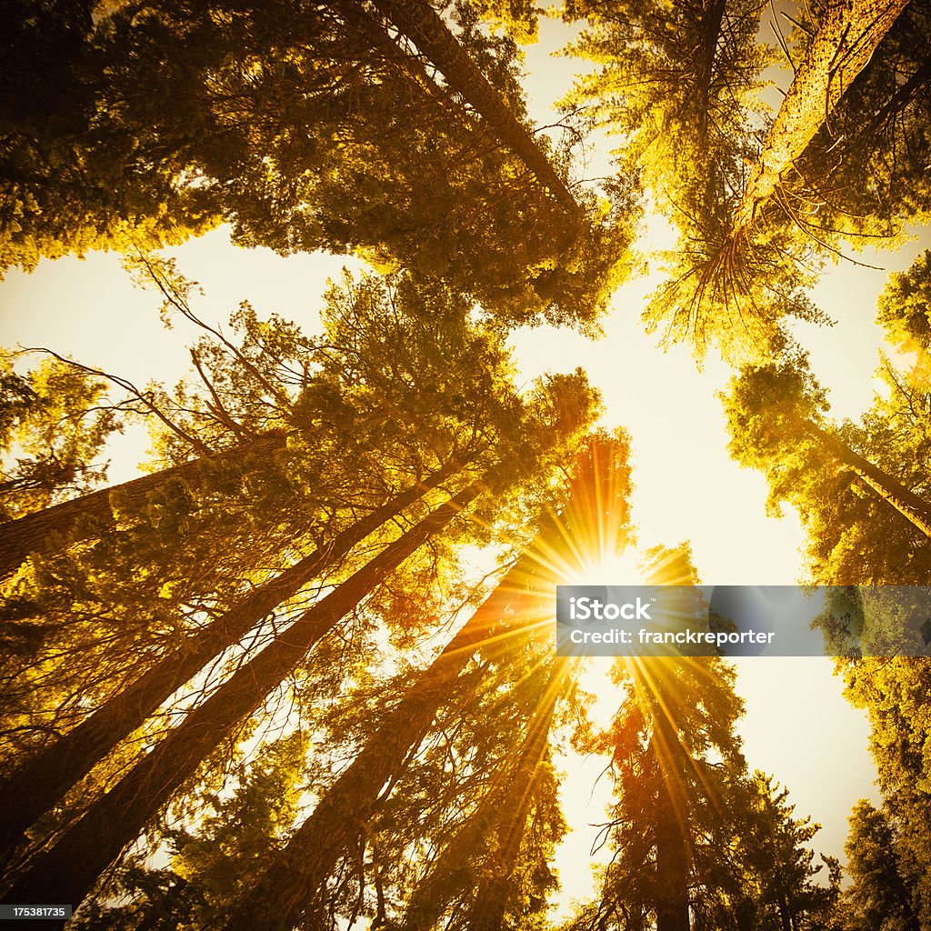 Sequia National Park Baum im Herbst - Lizenzfrei Aufnahme von unten Stock-Foto
