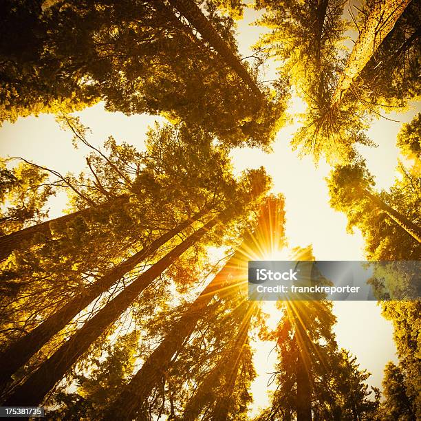 Sequia National Park Baum Im Herbst Stockfoto und mehr Bilder von Aufnahme von unten - Aufnahme von unten, Baum, Blatt - Pflanzenbestandteile