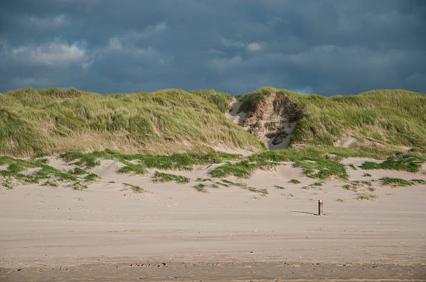 sand dunes cerca de schoorl, los países bajos - schoorl fotografías e imágenes de stock