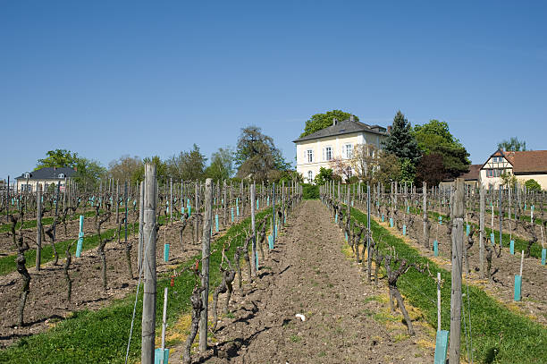 istock Vineyard Hochheim am Main, Germany, Rheingau 175381913