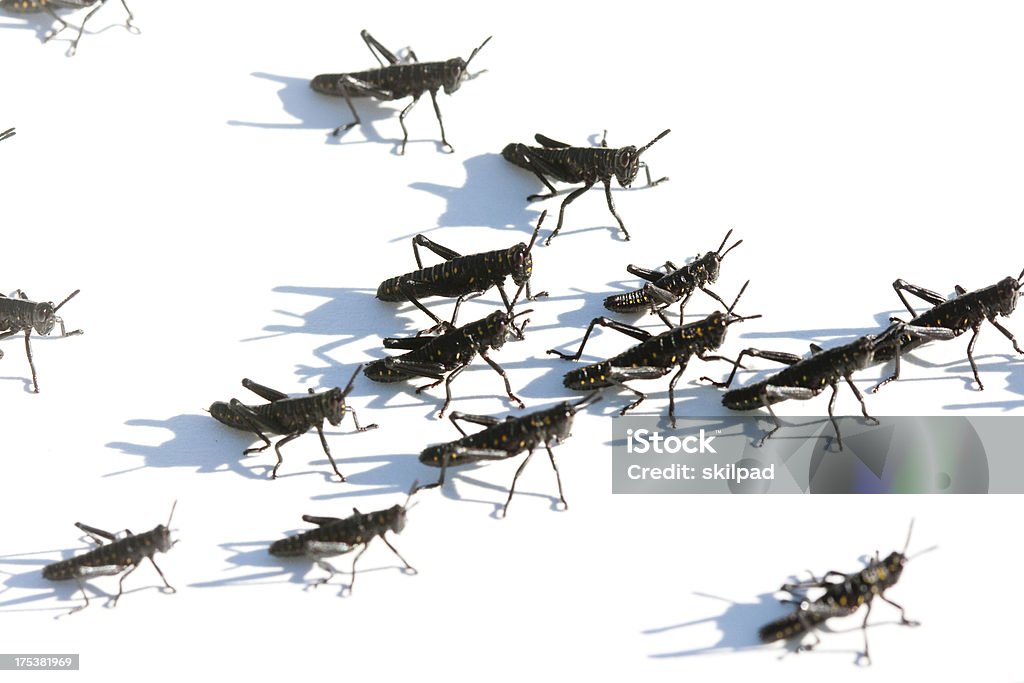 Bebé locusts sobre la marcha - Foto de stock de Animal libre de derechos