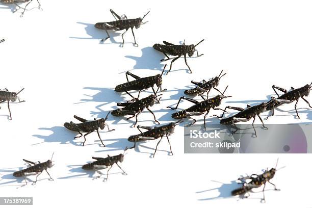 Bebé Locusts Sobre La Marcha Foto de stock y más banco de imágenes de Animal - Animal, Fondo blanco, Fotografía - Imágenes