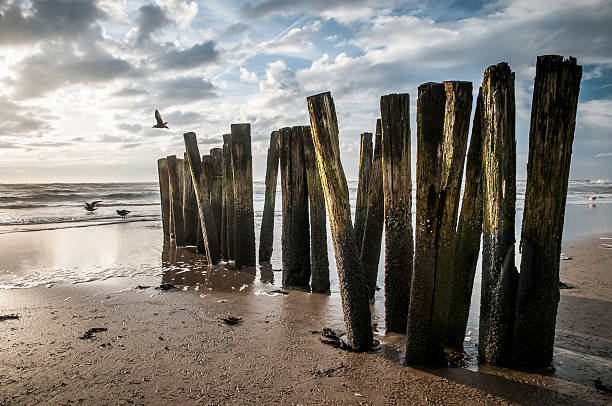 breakwater de madera cerca schoorl, los países bajos. - schoorl fotografías e imágenes de stock