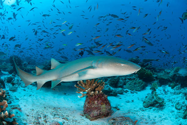 nurse shark on coral reef stock photo