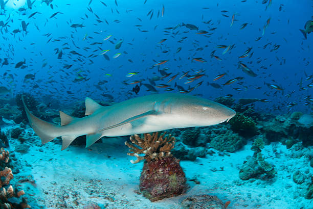 nurse shark on coral reef large nurse shark swims over coral reef and is surrounded by hundreds of fish immersed in their work stock pictures, royalty-free photos & images