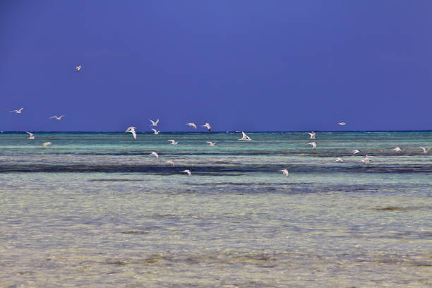 istock Low tide in Zanzibar, Indian ocean 1753827446