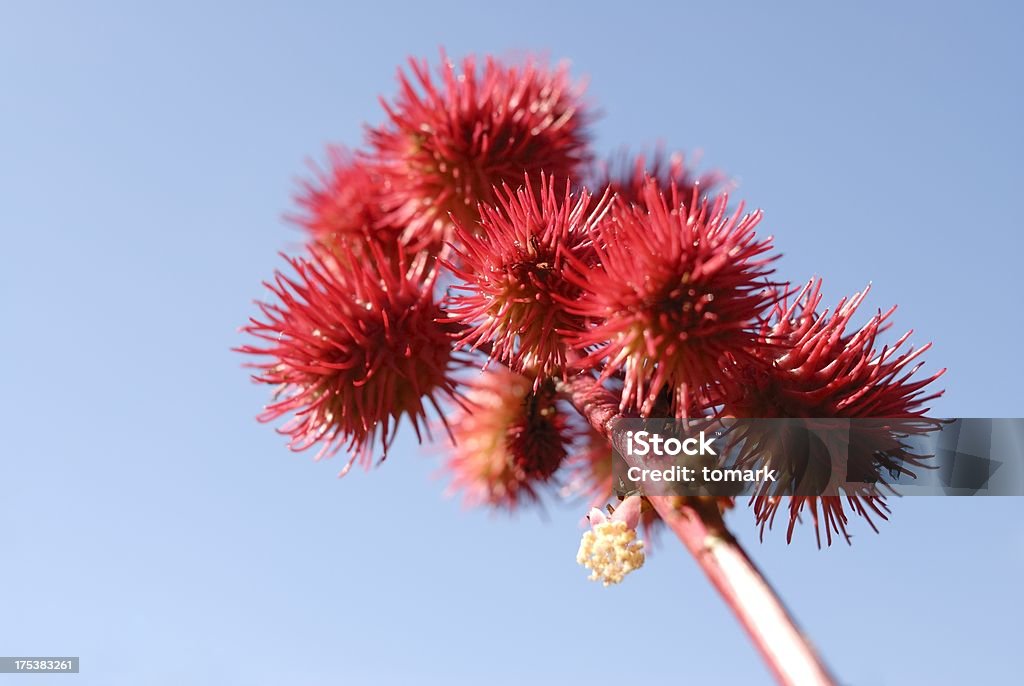 Rizinus The photo shows a rizinus flower in front of a blue sky. Castor Oil Stock Photo