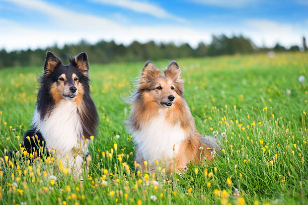 Shelties in the meadow Shetland sheepdogs in the meadow. shetland sheepdog stock pictures, royalty-free photos & images