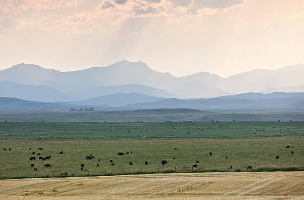 hermoso paisaje en alberta pie - okotoks fotografías e imágenes de stock