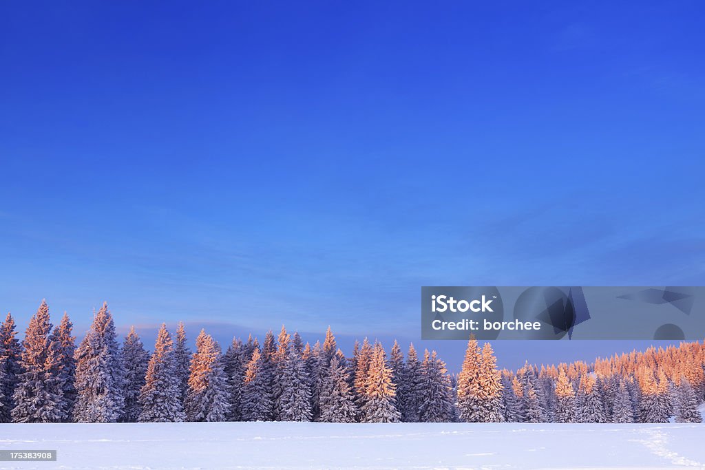 Alberi invernali all'alba - Foto stock royalty-free di Inverno