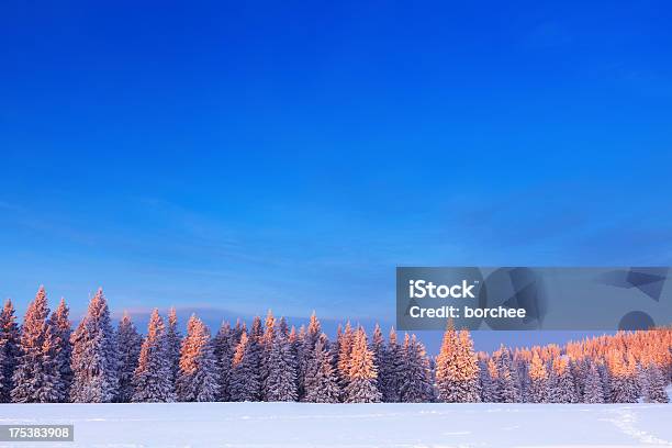 Alberi Invernali Allalba - Fotografie stock e altre immagini di Inverno - Inverno, Sfondi, Natura