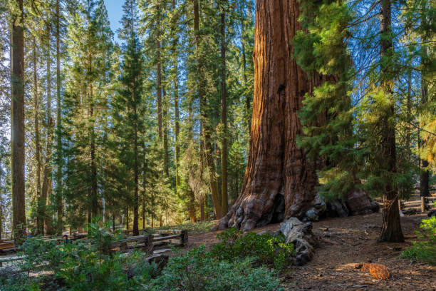 istock The giant sequoia called General Sherman tree, the biggest tree by volume in the world in Sequioia national park. 1753839748