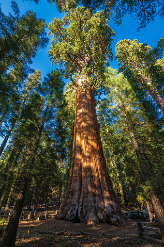 The giant sequoia called General Sherman tree, the biggest tree by volume in the world in Sequioia national park.