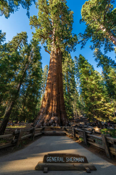 istock The giant sequoia called General Sherman tree, the biggest tree by volume in the world in Sequioia national park. 1753841010