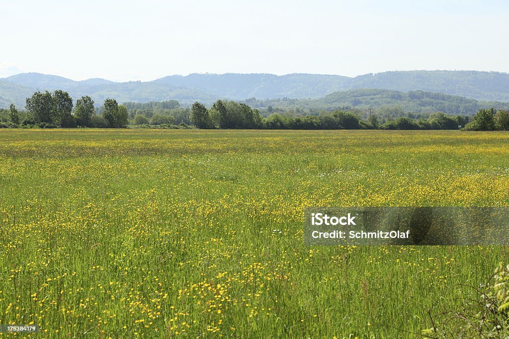 グリーンの草地 - なだらかな起伏のある地形のロイヤリティフリーストックフォト