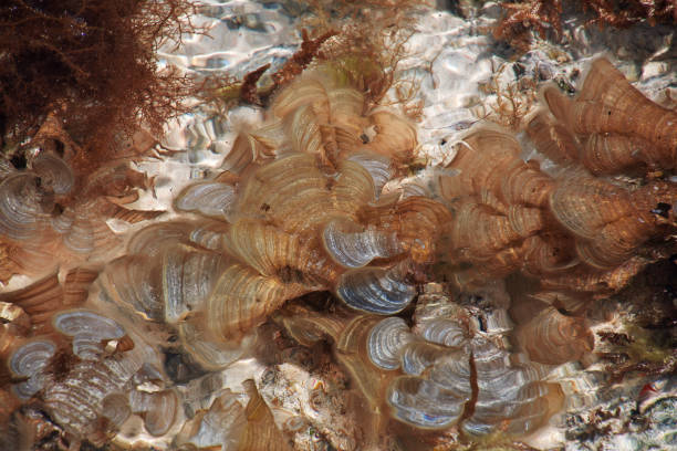 istock Sea urchin at low tide in Zanzibar, Indian ocean 1753842190