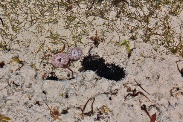 Sea urchin at low tide on Zanzibar, Indian ocean