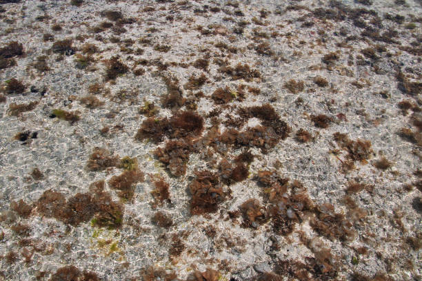 istock Sea urchin at low tide in Zanzibar, Indian ocean 1753842201