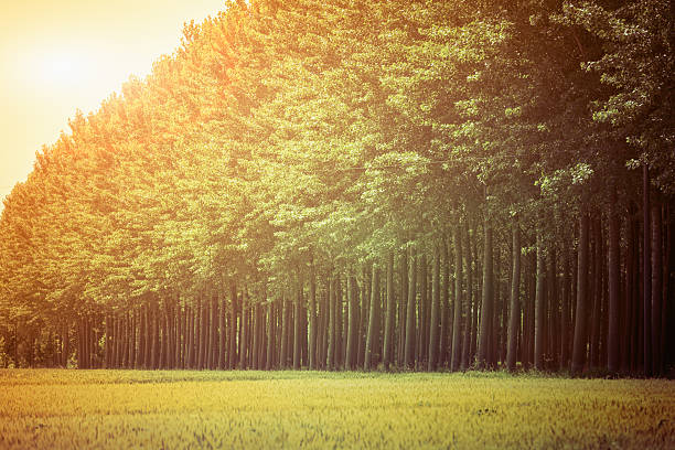 istock Country Landscape at Sunrise 175384290
