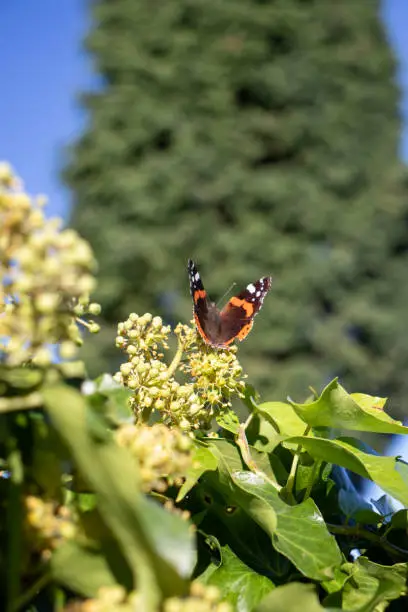 Photo of Red Admiral Butterfly Series 4
