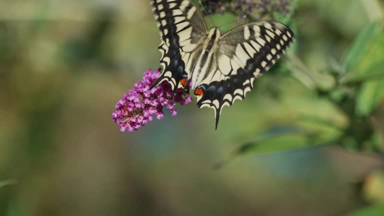 Slow video: Macro photography of a swallowtail butterfly sucking nectar from a flower